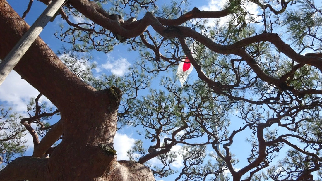 Friday: The Japas Way 0912