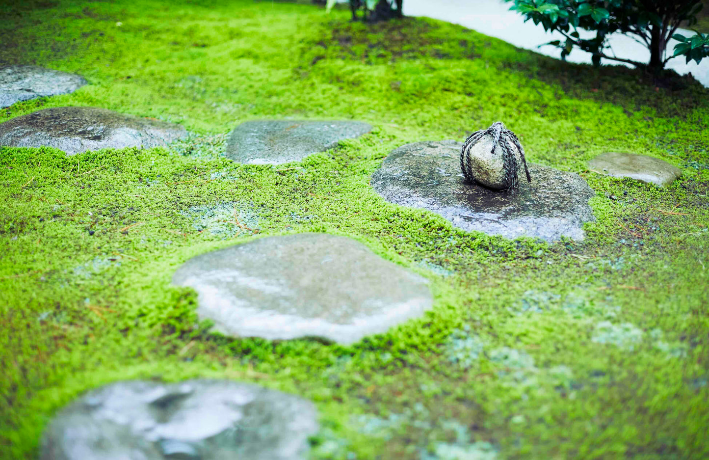 Exploring Japan with Brazil’s Joyful Spirit: Taste, Culture, Craft, and Zest for Life